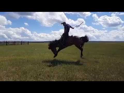 Обучение лошади - horse training - qwe.wiki