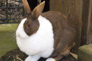 Три вида ринита у кроликов: лечение и профилактика