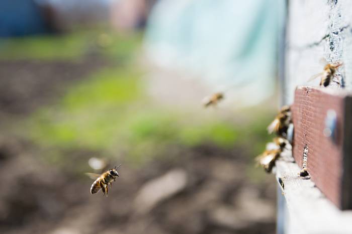 Об укусе земляной пчелы: что делать если покусали земляные осы за ногу, лечение