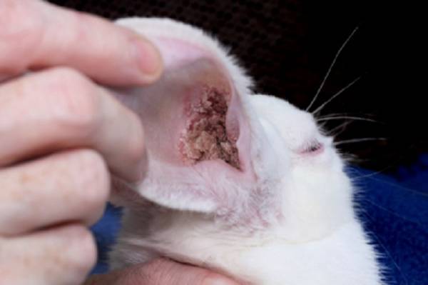У кролика болят уши чем лечить в домашних условиях