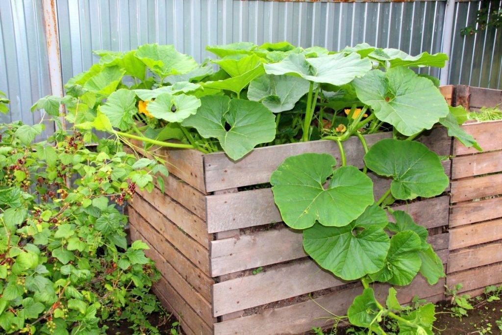 О совместной посадке тыквы с кабачками: с какими овощами можно посадить