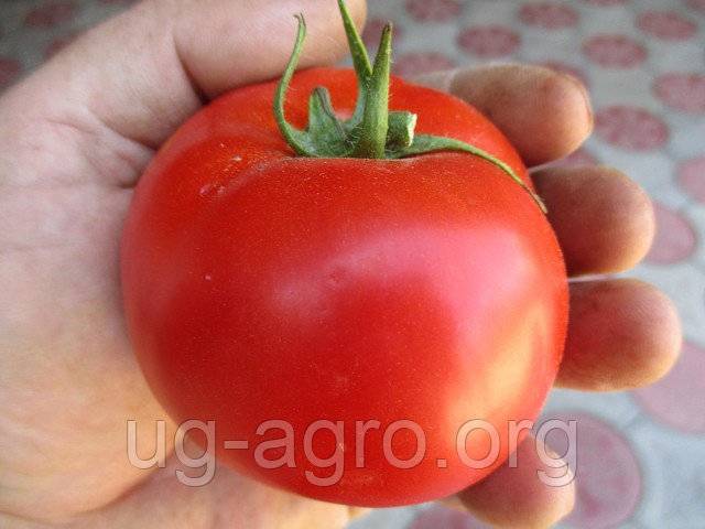 Сорт томата «хлебосольный»: описание, характеристика, посев на рассаду, подкормка, урожайность, фото, видео и самые распространенные болезни томатов