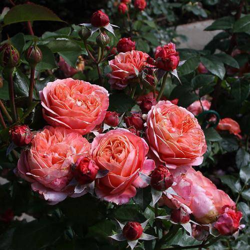 Роза мэри роуз: характеристика сорта и варианты применения в ландшафтном дизайне