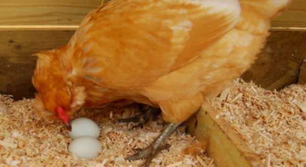 Почему куры клюют яйца и что делать, чтобы предотвратить расклев яиц