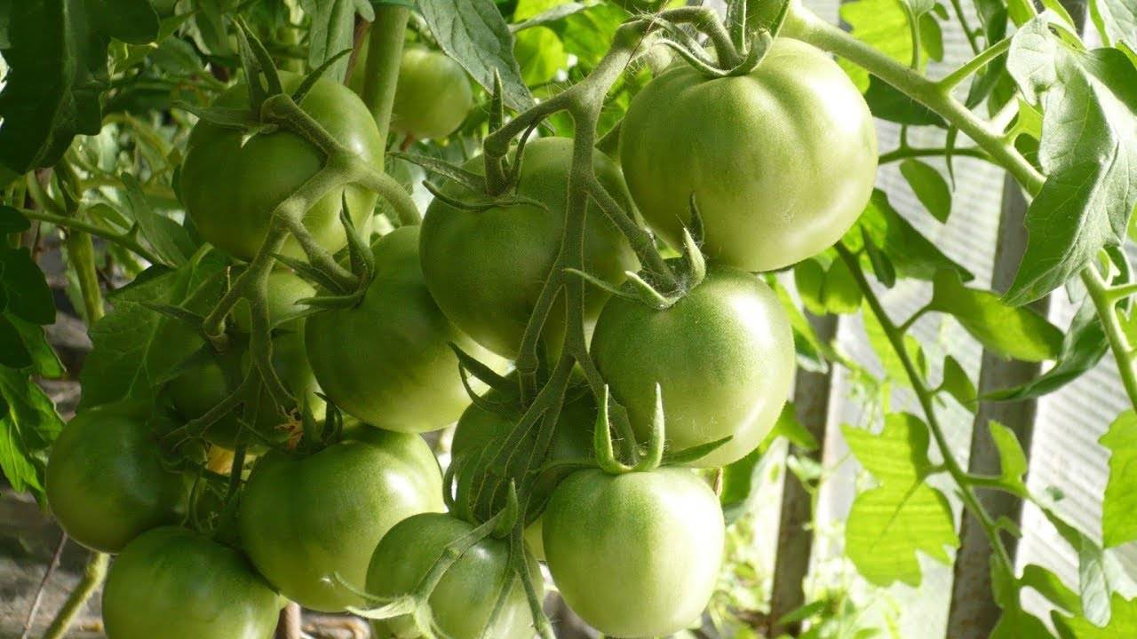 Как формировать куст помидор