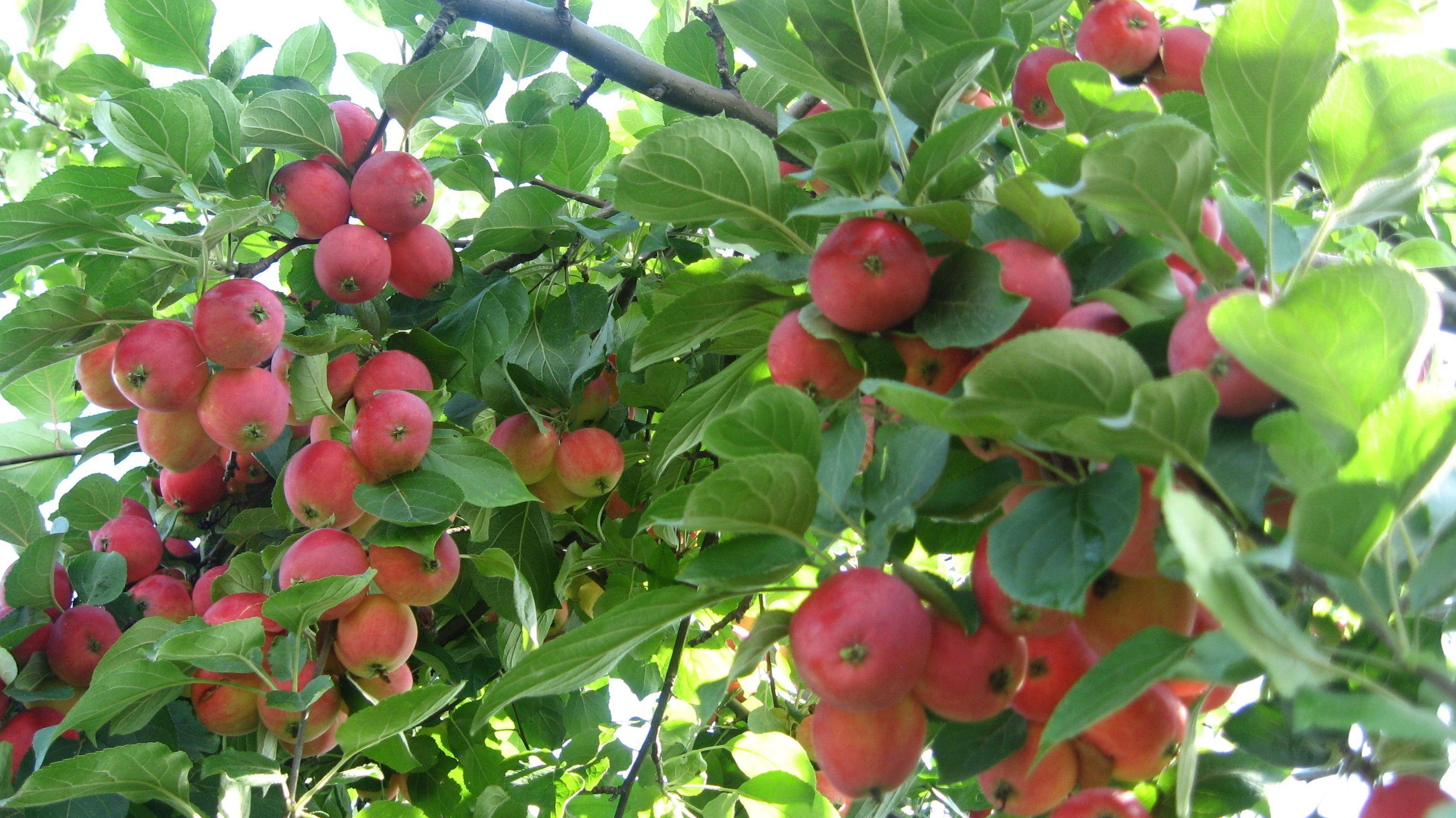 Яблоня белый налив: описания сорта, фото, посадка, уход и сбор урожая