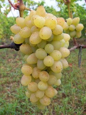 Виноград велика: описание сорта, его особенности и характеристики, заболевания и борьба с вредителями, фото