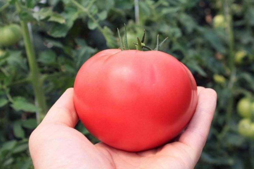 Розовые щечки: описание сорта томата, характеристики помидоров, посев