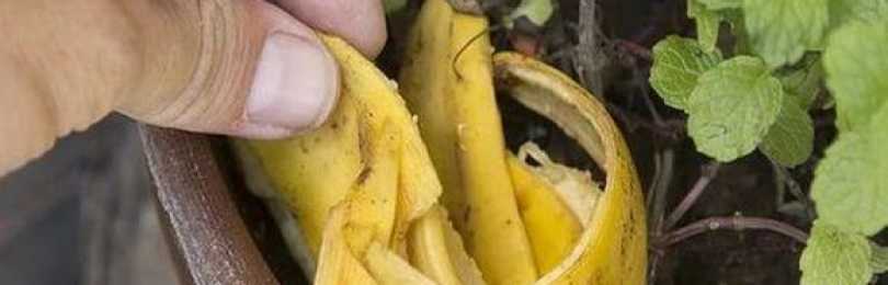 Банановая кожура как удобрение для огорода
