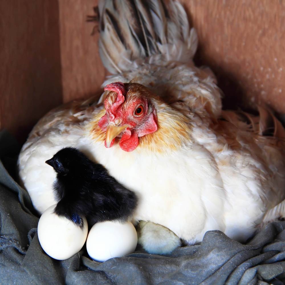 Вылупление цыплят: сроки, дальнейший уход и кормление, развитие по дням