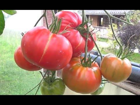 Лучшие сорта помидор для сибири в теплице