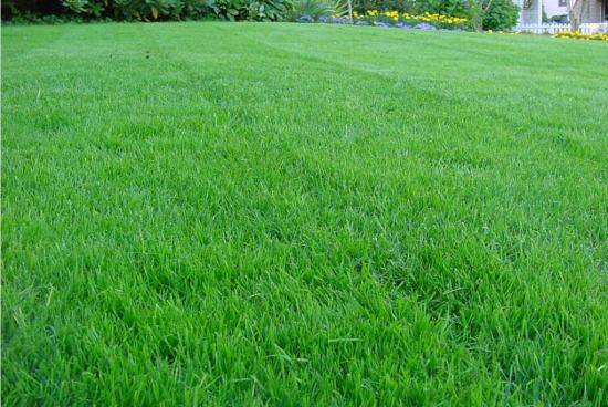 Какая трава лучше для газона: обзор лучших сортов, выбор производителя и советы экспертов по уходу за газоном (85 фото и видео)