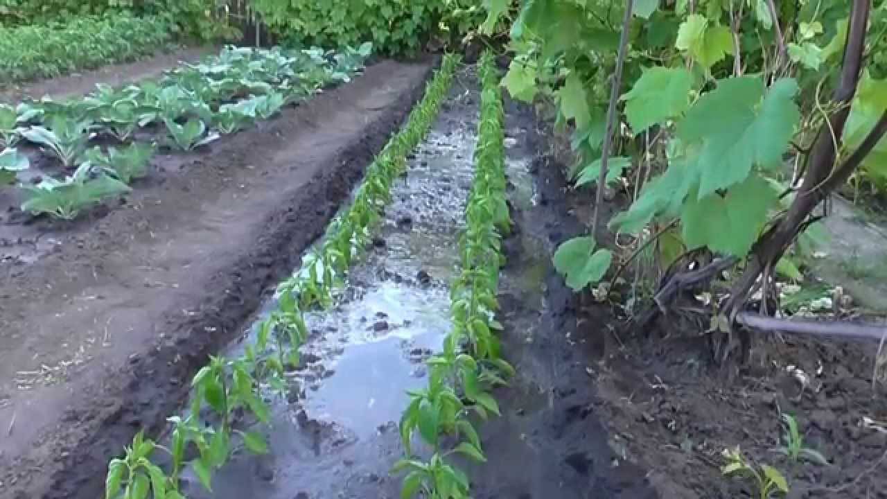 Агротехника выращивания болгарского перца (с видео)