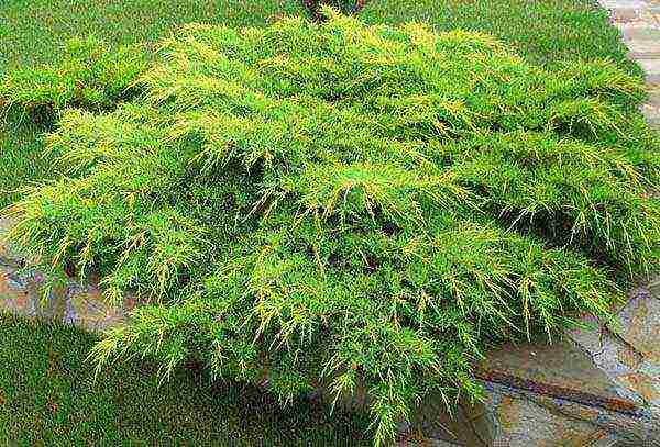 Можжевельник скальный мунглоу (juniperus scopulorum moonglow)
