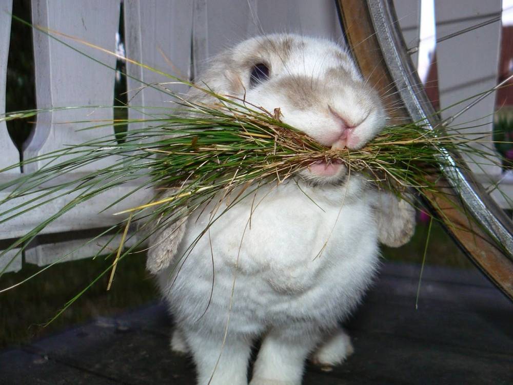 Кролики: разведение, выращивание, кормление - подробное руководство!