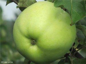 Виды, типы и сорта яблонь с фото и описанием. на каком расстоянии сажать яблони