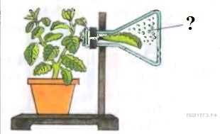 Черемша (колба), ее полезные свойства и противопоказания. что такое колба растение колба полезные свойства