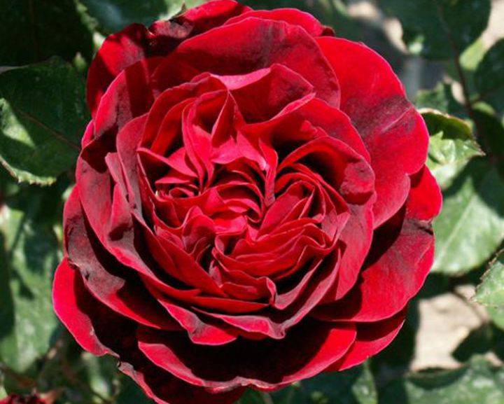 Роза надя ренессанс фото и описание