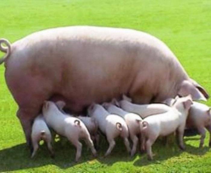 Разведение свиней в домашних условиях