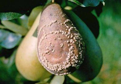 Болезни и вредители персиков: меры борьбы с ними, их лечение