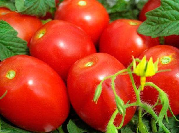 Семена томатов от коллекционеров на 2020 год, купить семена, каталог