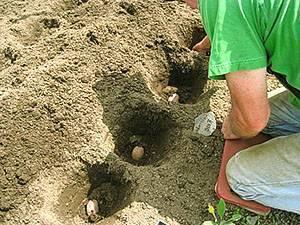 Схема посадки картофеля под лопату
