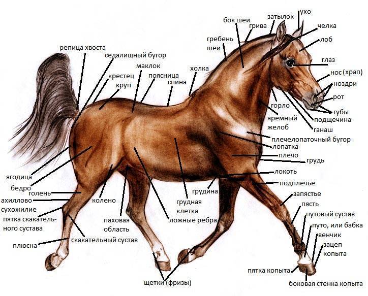Как понять о чем говорят лошади - wikihow