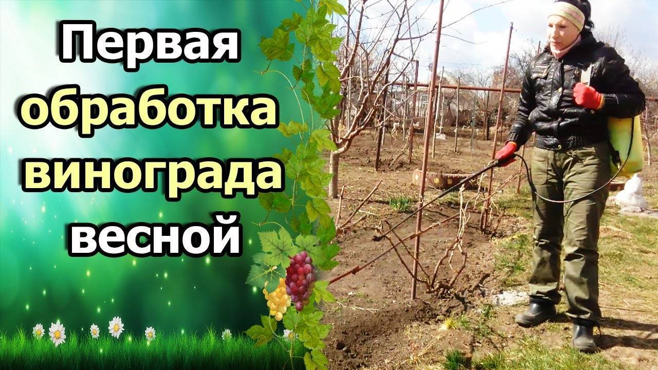 Медный купорос: применение в садоводстве, обработка весной, осенью