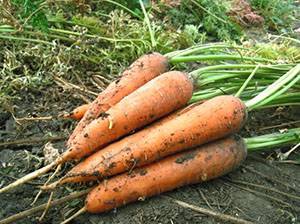 Когда сажать морковь в Сибири, сроки посева, время посадки моркови и лука