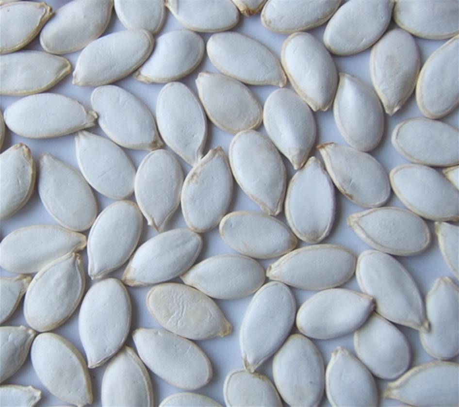 О семенах кабачков разного сорта: в чем разница, как проверить семена на всхожесть