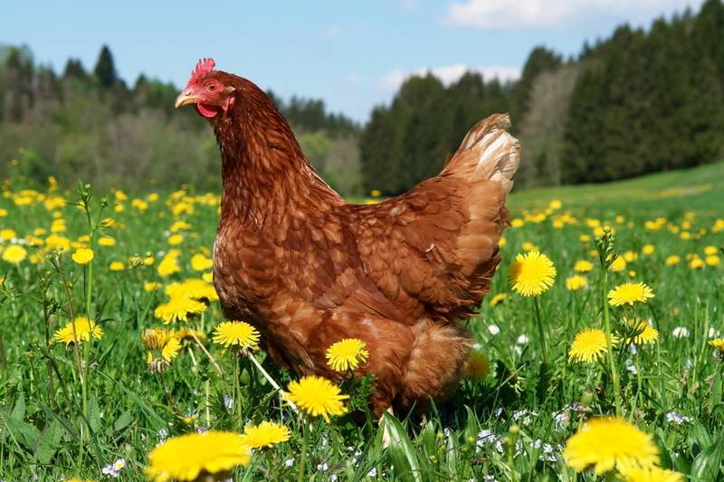 Секреты применения куриного помета как удобрения для растений