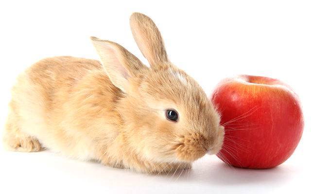 Можно ли кормить кроликов арбузными корками