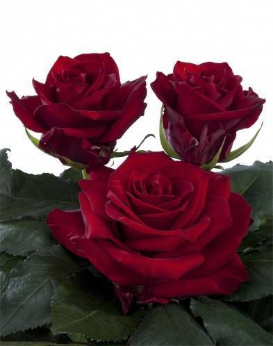 Роза помпонелла - описание сорта, особенности агротехники | о розе