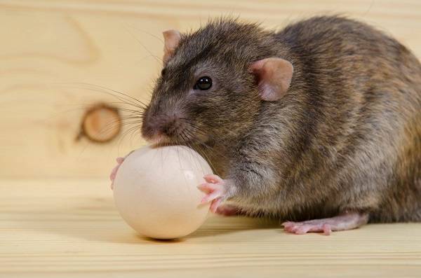 Чем опасны крысы в курятнике? методы борьбы с грызунами