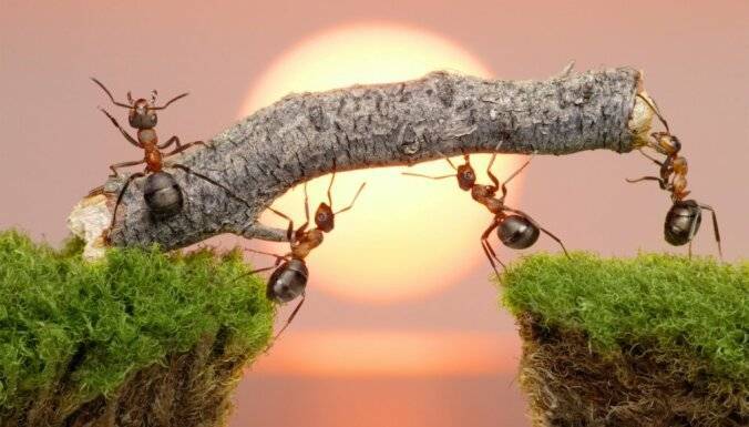 Как избавиться от муравьев на плодовых деревьях
