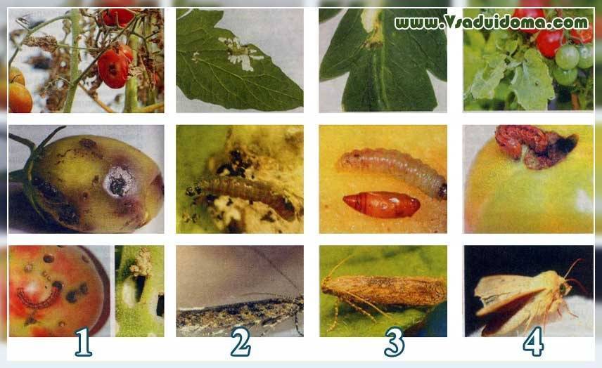 Какие вредители нападают на томаты? фото и названия
