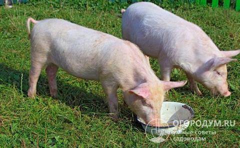 Глисты у свиней симптомы и лечение