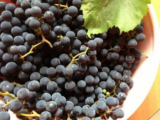 Описание винограда сорта альфа