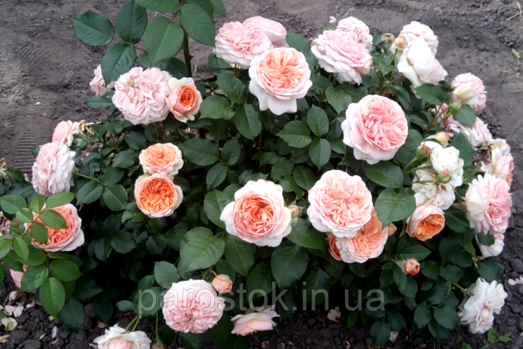 Чиппендейл (роза): описание сорта, выращивание, уход и особенности