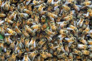 Как использовать пчелиный рой - начинающему пчеловоду