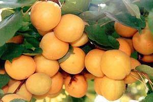 О посадке и уходе за абрикосом на Урале, в Башкирии: как посадить и выращивать