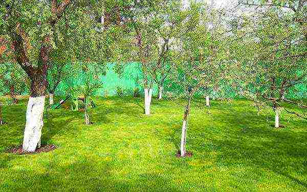 О посадке вишни на Урале весной, как посадить в открытый грунт, уход