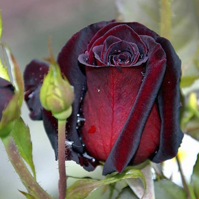 Характеристики и описание гибридной розы сорта блэк баккара, посадка и уход