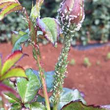 Как бороться с зелеными жуками на розах – практическое руководство для начинающих садоводов