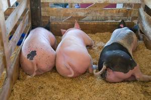 Содержание свиней в домашних условиях