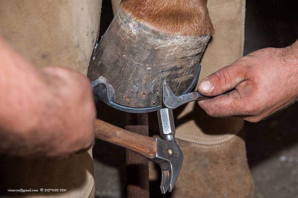 Подкованная лошадь (28 фото): зачем подковывают коней? какие нужны подковы? правильная подковка в домашних условиях