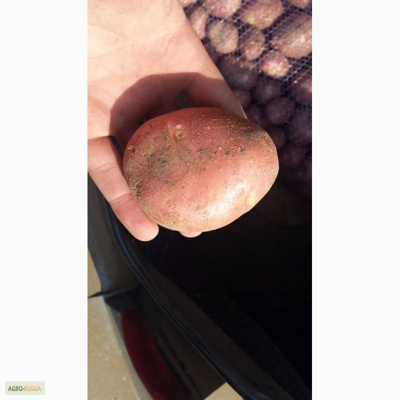 Ред Леди: описание сорта картофеля, характеристики, агротехника