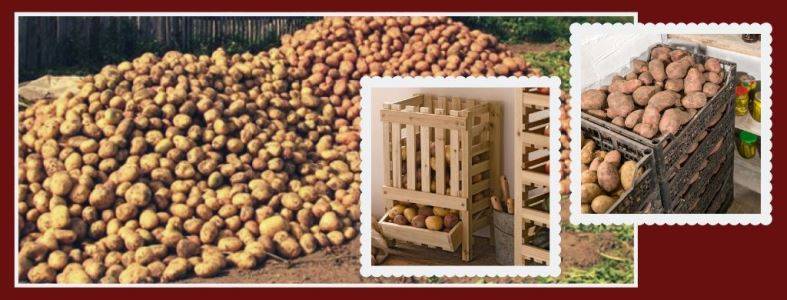 Календарь обработки картофеля от болезней и вредителей