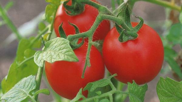 Чем удобрять грунт при посадке томатов?