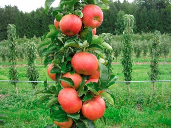 Колонновидные сорта яблонь: описание, характеристика, фото, отзывы